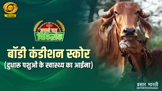 Apna Pashu Chikitsak: Body Condition Score (A Mirror to the Health of Dairy Animals) | DD Kisan |...