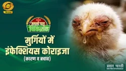 Apna Pashu Chikitsak: Infectious Coryza in Chickens (Causes and Prevention) | DD Kisan | 10/25/2026