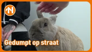 Konijn Jort is op straat gevonden