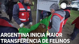 Argentina begins largest transfer of captive felines