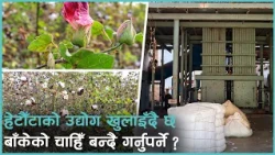 कुनै समय विदेशसम्मै पुग्थ्यो बाँकेको कपास, अहिले किन बन्द गर्न खोजिँदै छ ?