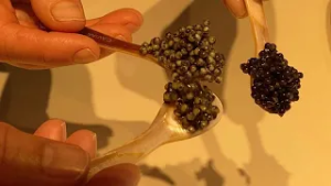 De l'Europe avec goût : Le "premier caviar écologique au monde" régale de nouveaux marchés