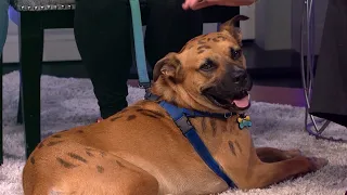 Petline: Boudreaux searches for his forever home at Karl's Canine Krew