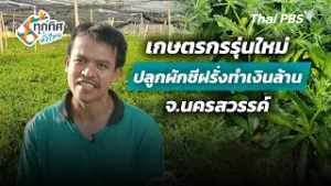 เกษตรกรรุ่นใหม่ปลูกผักชีฝรั่งทำเงินล้าน จ.นครสวรรค์ | ทุกทิศทั่วไทย