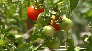 Growing your own food amid cyclospora outbreak