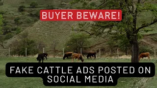 Alabama department warning about cattle scams