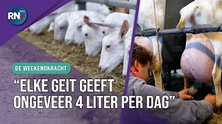 Farm full of busy goats 🐐 1500 of them! || THE WEEKEND POWER