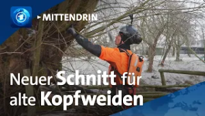 Greifswald: Unterwegs mit den Kopfweiden-Pflegern | tagesthemen mittendrin
