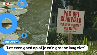 Watch out! Blue-green algae in many swimming areas