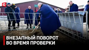 ЛУКАШЕНКО ВЗЯЛСЯ ЗА ВИЛЫ. Президент нагрянул на ферму с неожиданной проверкой
