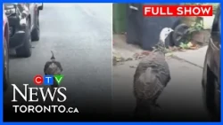 Turkey has escaped its demise this Thanksgiving weekend | CTV News Toronto at Noon for Oct. 9, 2026