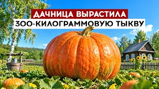 Gardener grows a 300-kilogram pumpkin