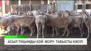 Асыл тұқымды қой  өсіру  табысты кәсіп