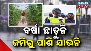 ପାଣି ଘେରରେ ପରିବା ଚାଷ, Ganjam Heavy Rain | Hundreds of Acres of Vegetable Crops Waterlogged