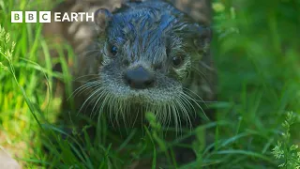 Otter Pups Take Their First Swim | BBC Earth