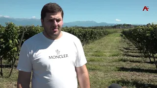Achba Iashta Winery plans to harvest about 500 tons of grapes this year