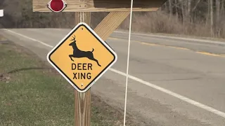 Survey says whitetail deer is Pa.'s deadliest animal