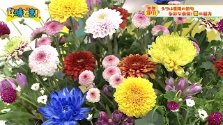 9/9 is "Choyo no Sekku" (Chrysanthemum Festival): The Charm of Chrysanthemums & Easy Arrangements...