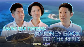 Saving sea turtles: The journey back to the blue