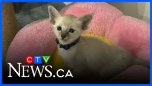 Rampant pet scams remain a persistent problem