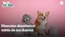 Pets absorb their owners' stress and sadness and can manifest them physically