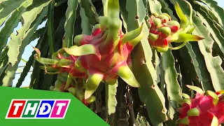 Dong Thap: Dragon fruit prices recover | THDT