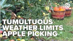Hard pressed to find crisp apples after difficult growing season in southwest Michigan