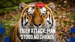 Tiger attack: 'There's pretty much less than 1% chance of a survival'