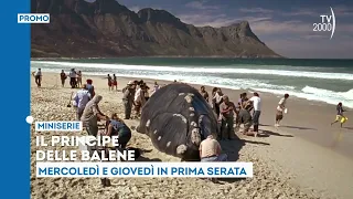 "The Prince of Whales" - Wednesday, September 2nd and Thursday, September 3rd in primetime on TV2000
