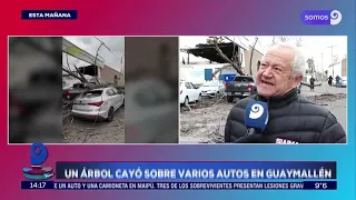 Tree falls and crushes several cars in Guaymallén