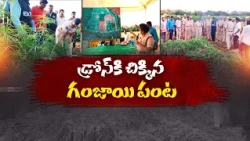 2 ఎకరాల్లో గంజాయి పంట.. డ్రోన్ కెమెరాకు చిక్కిన అక్రమ సాగు || Neralu Ghoralu