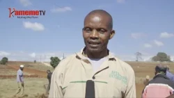 Aikari a Njinu kuingira mugunda-ini uyu thengia wa kugiriririo ni gikundi kia nyanake