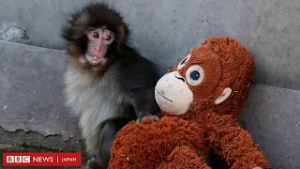 ニホンザル「パンチ」の拒絶と受容の物語、イギリスでも話題に　専門家の意見は