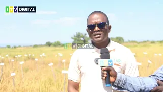 TARI KUSULUHISHA CHANGAMOTO YA MAGADI KWENYE MPUNGA