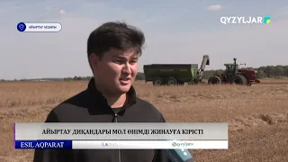 Айыртау диқандары мол өнімді жинауға кірісті