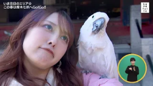 カナフルTV　3月1日　いま、注目のエリア☆この春は厚木七沢へGo！Go！！