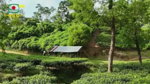 চাঁদপুর বেলগাঁও চা বাগান বাঁশখালী চট্টগ্রাম