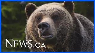 Resident grizzly at Vancouver’s Grouse Mountain resort dies