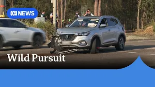 Police pursuit and carjacking wreak havoc across Western Sydney | ABC NEWS