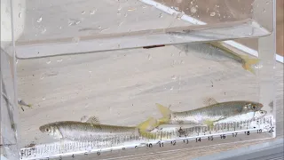 "Fish Investigation Squad" Explores River Wildlife