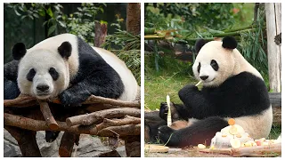 China sends a pair of giant pandas to Zoo Atlanta