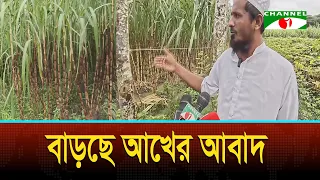 Sugarcane cultivation is increasing in Hatiya, Noakhali