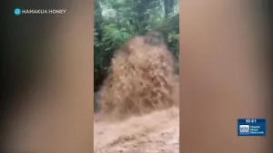 Farmer rescues co-worker from flood in Waialua