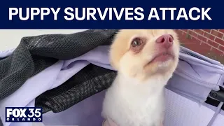 Owner claims 'traumatizing' attack left dog with 2 broken legs