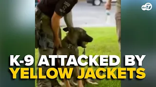 Maryland K-9 gets swarmed by yellow jackets during suspect search