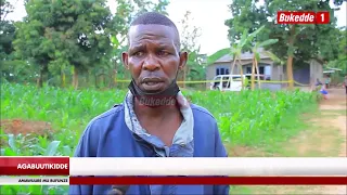 Agabuutikidde  Abazigu bateeze nyinimu nga ava okukokola , bamusindiridde amasasi agamutiddewo mukaz