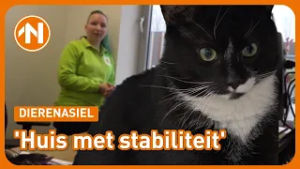Waar vindt kat Cheetos een huis met stabiliteit?
