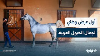 مراسل الإخبارية يتحدث عن مسابقة جمال الخيول العربية الأصيلة وأبرز محطاتها