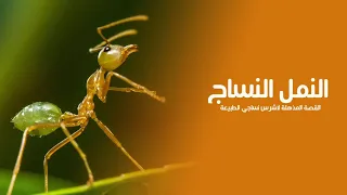 Weaver Ants: The Creature That Uses Its Young as a "Sewing Machine"! | Quest Arabiya