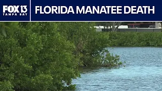 Florida manatee's cause of death undetermined after sewage spill